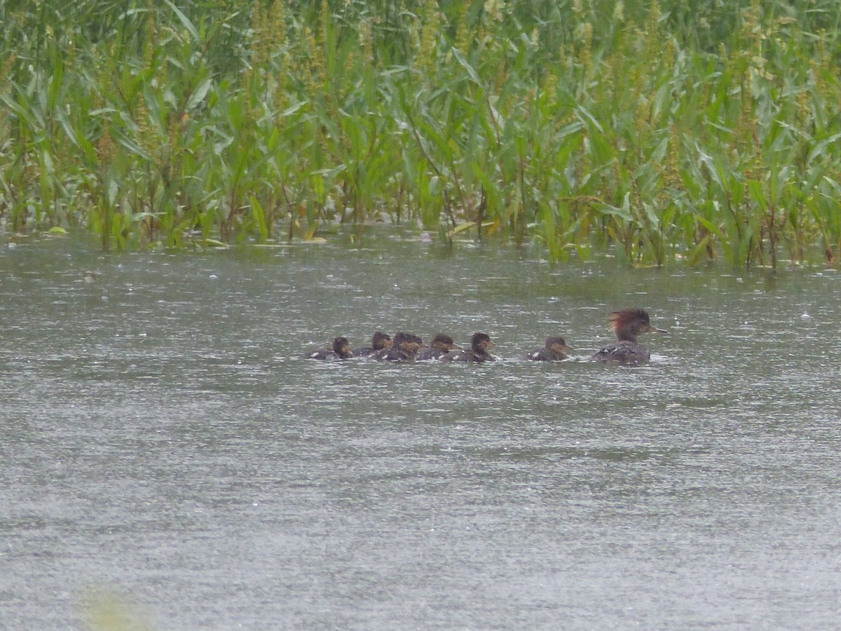 Hooded Merganser - ML637031517