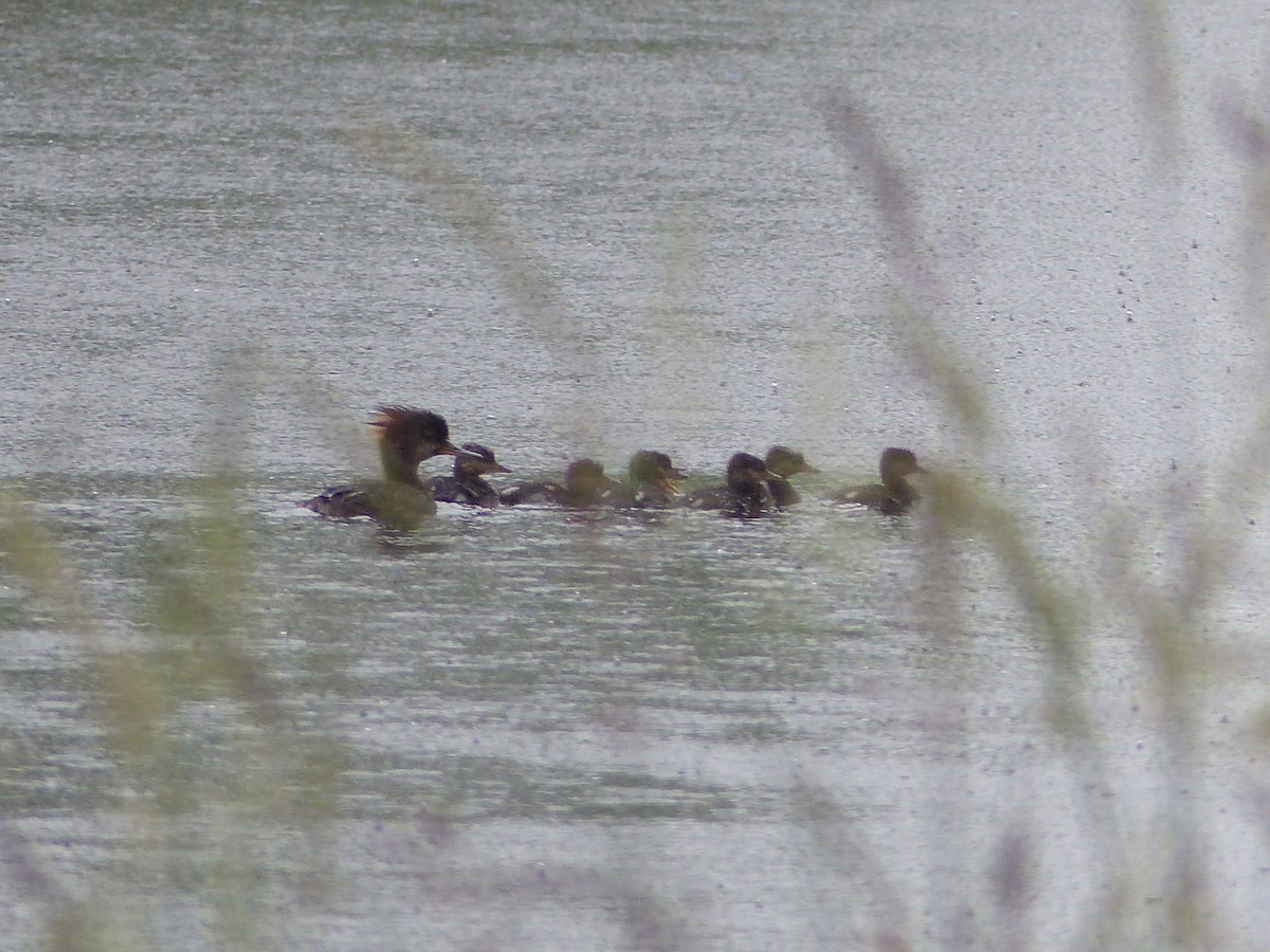 Hooded Merganser - ML637031518