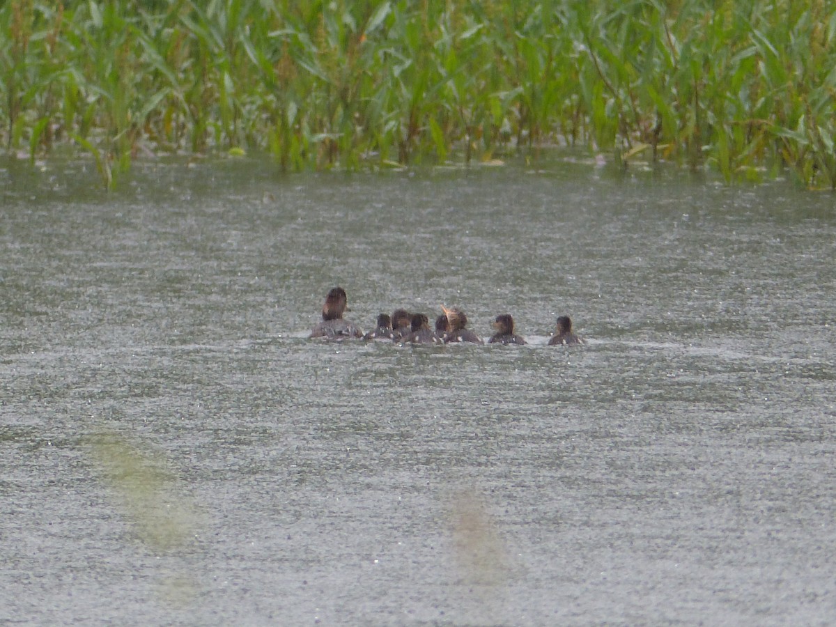 Hooded Merganser - ML637031519