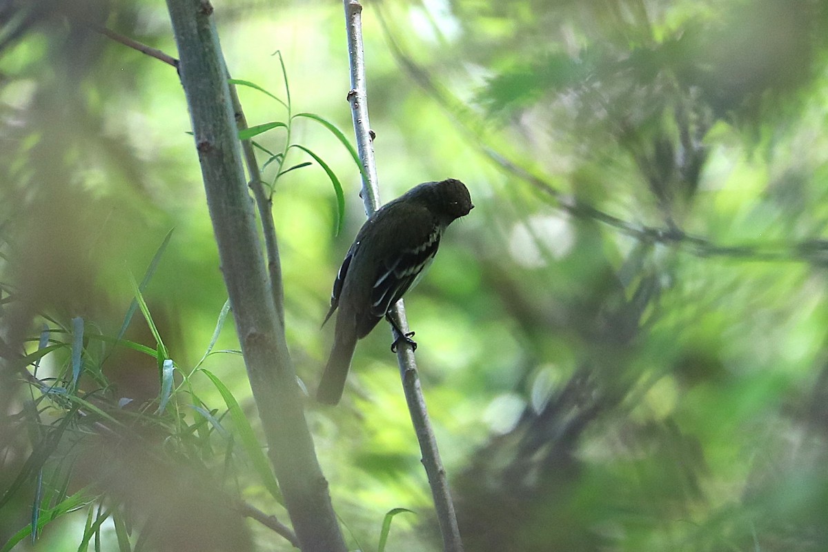 Willow Flycatcher - ML637031532