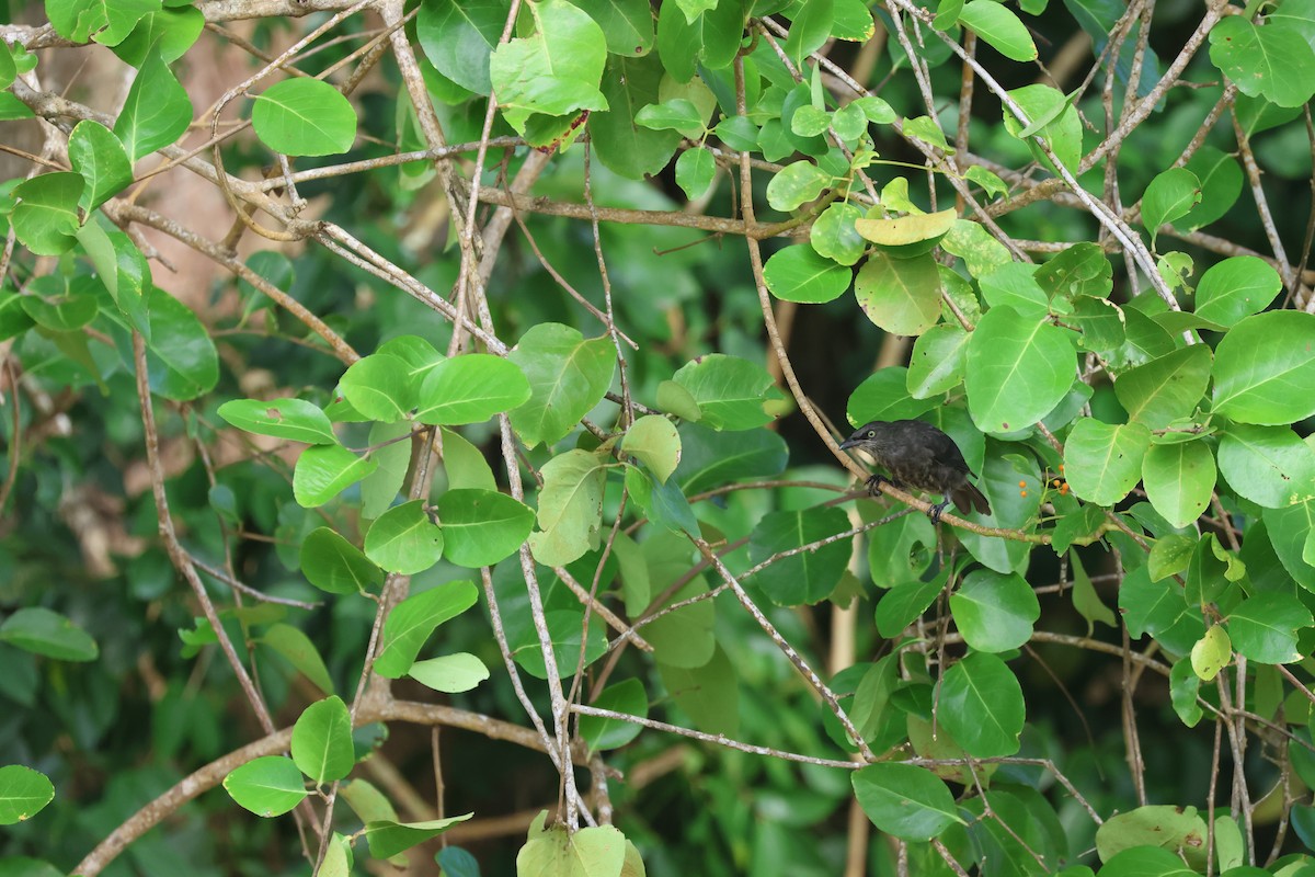 Micronesian Starling - ML637031626