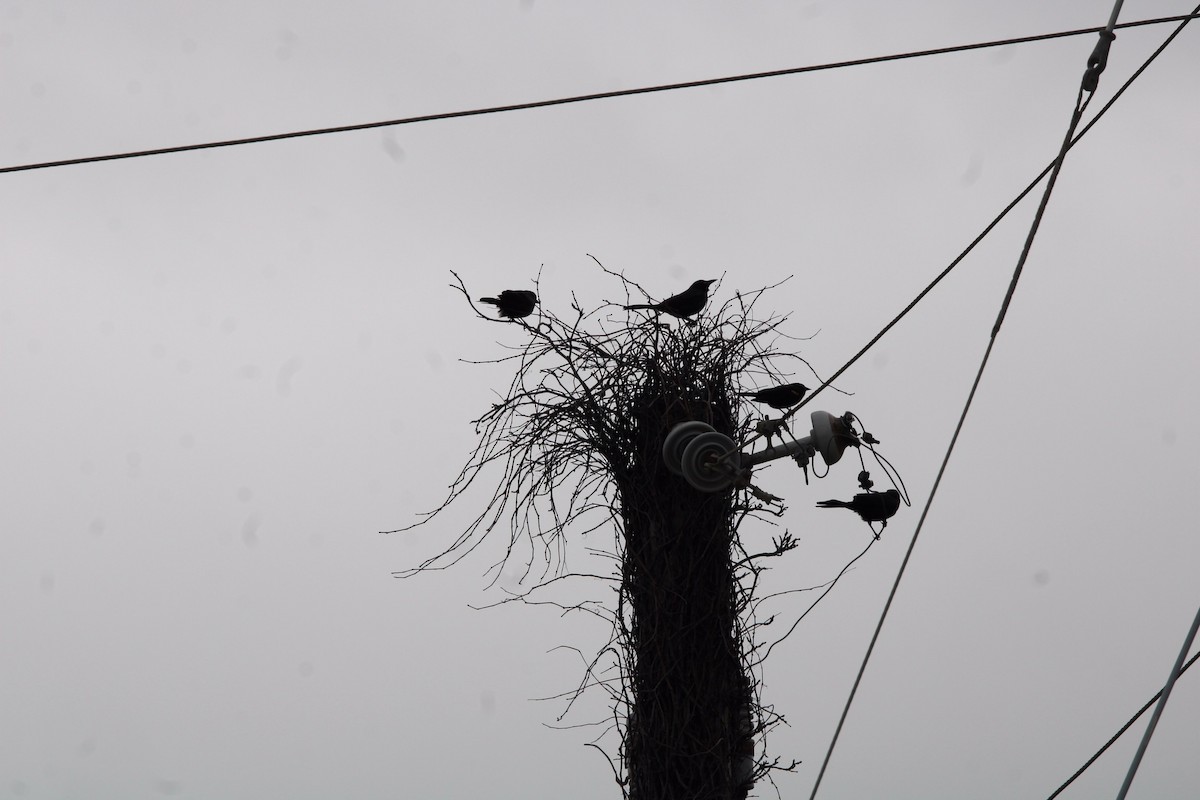 grackle sp. - ML637031632