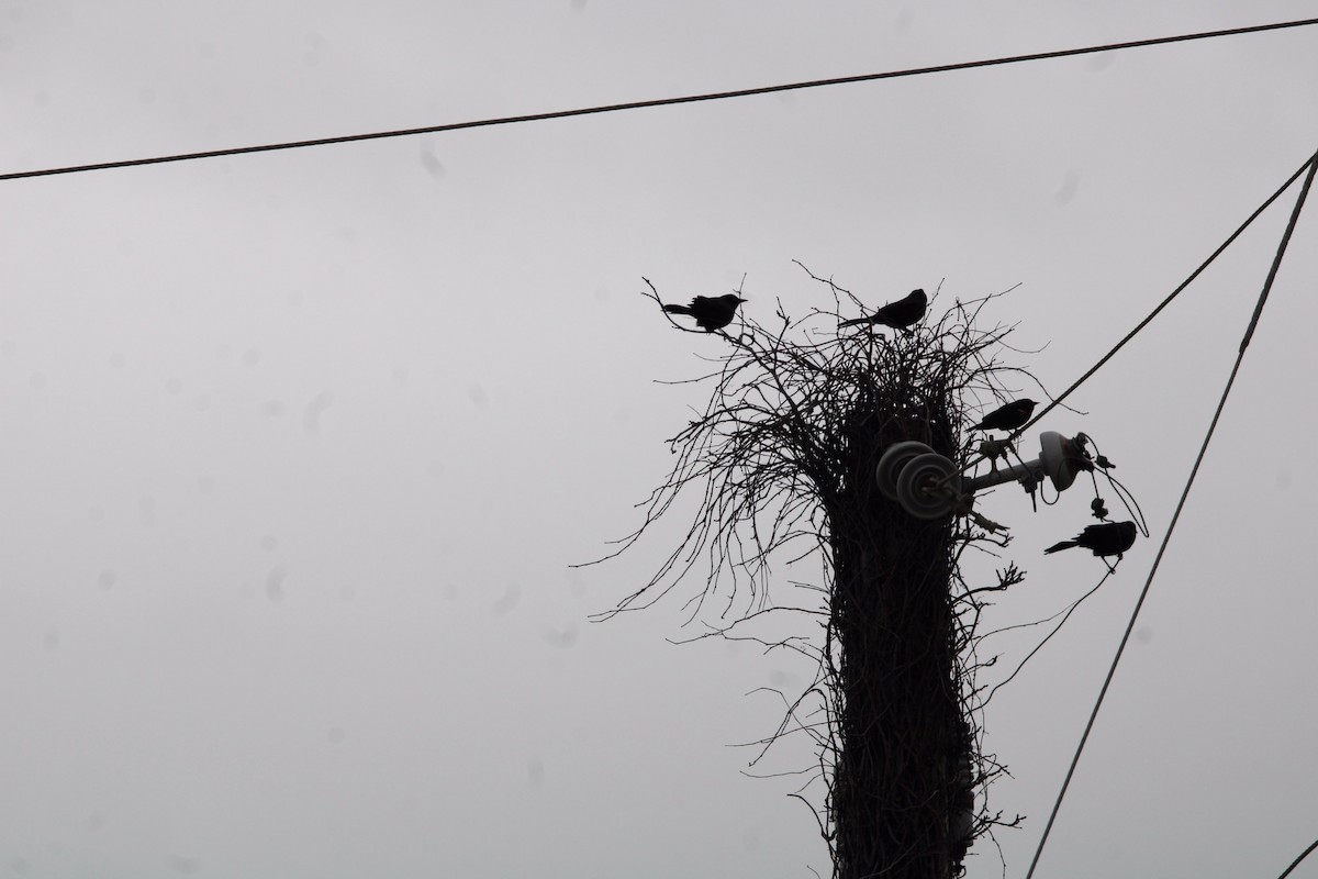 grackle sp. - ML637031633