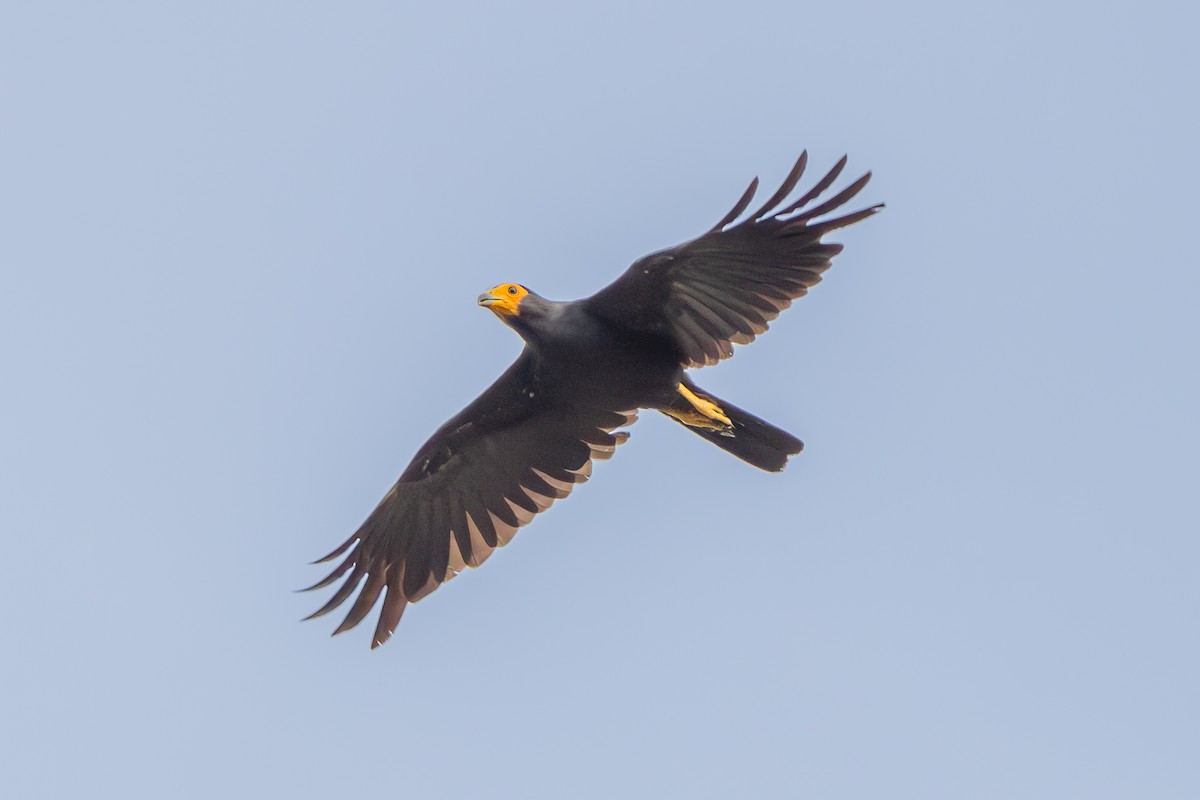 Black Caracara - ML637031652