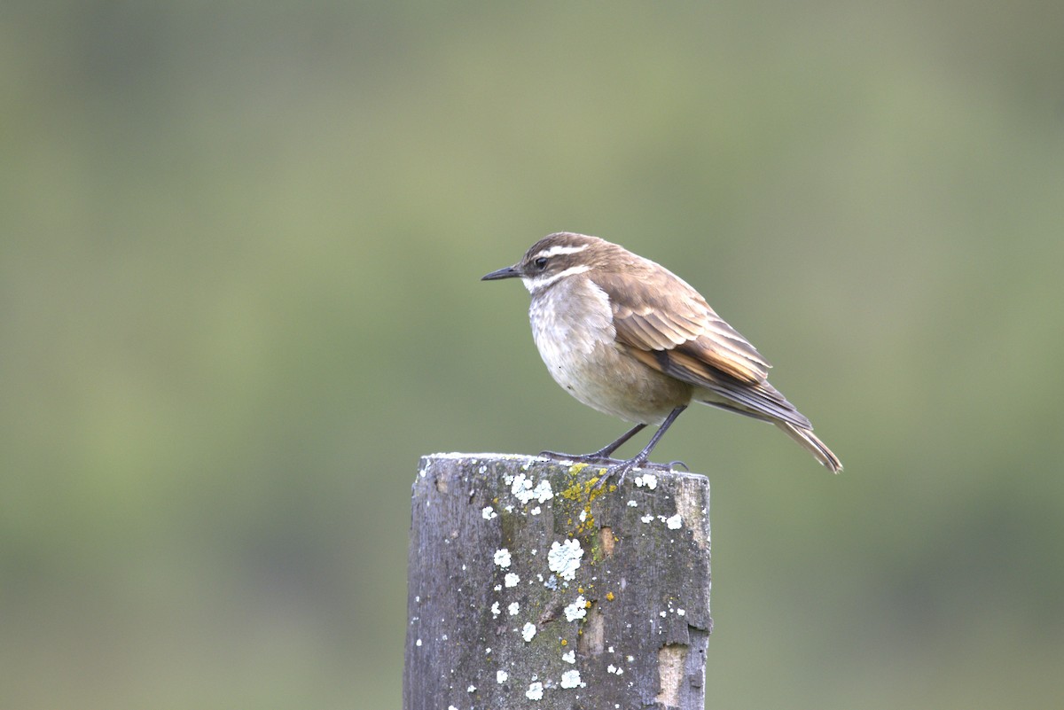 Chestnut-winged Cinclodes - ML637031746