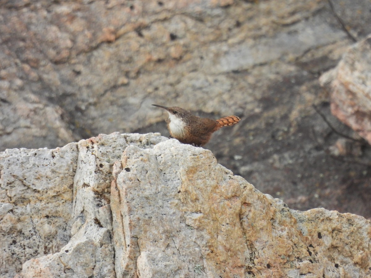Canyon Wren - ML637031773