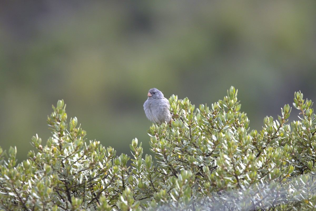 Plain-capped Ground-Tyrant - ML637031798