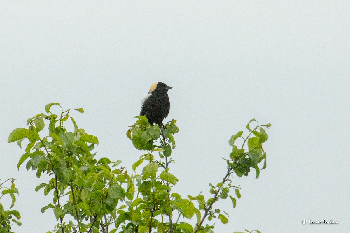 Bobolink - ML637031799