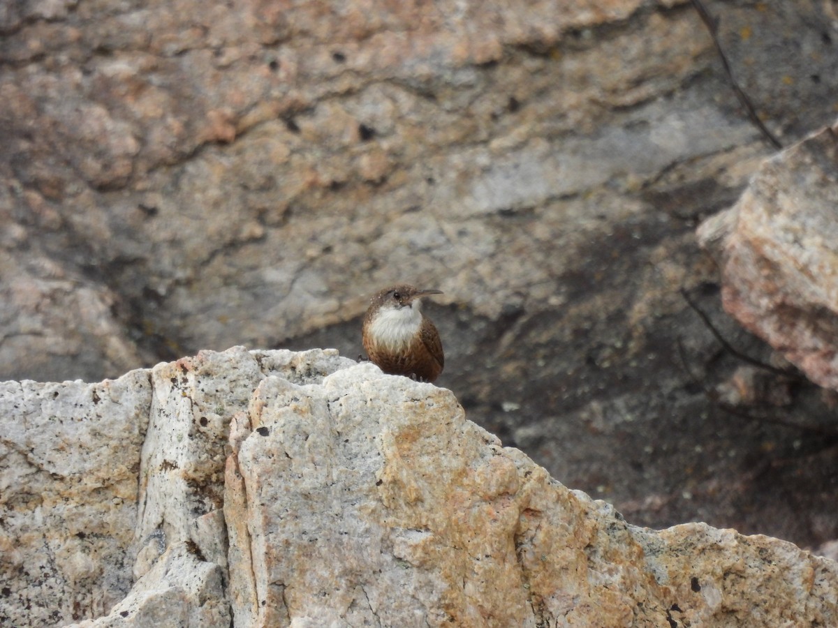 Canyon Wren - ML637031805