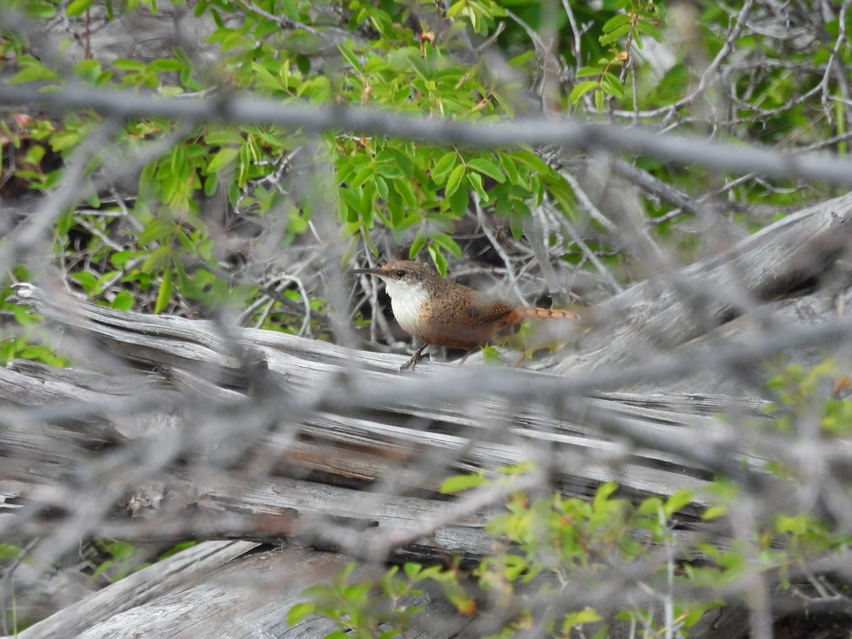 Canyon Wren - ML637031809