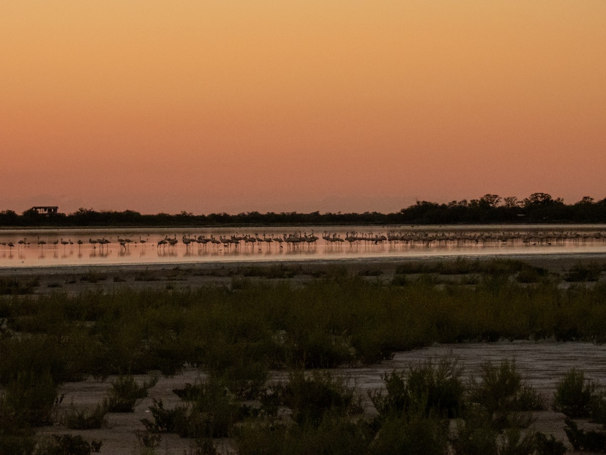 Chilean Flamingo - ML637031813