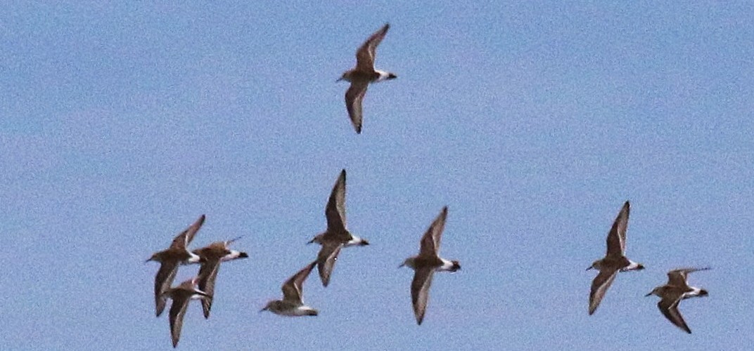 White-rumped Sandpiper - ML637031829