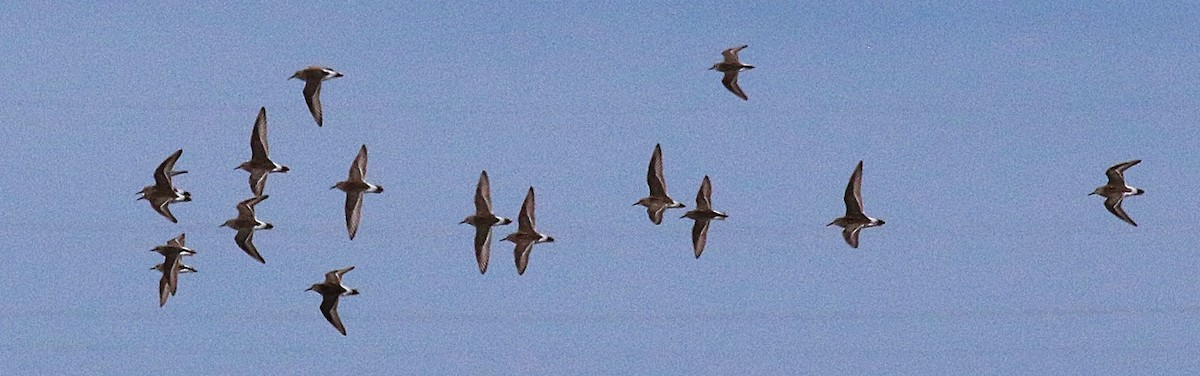 White-rumped Sandpiper - ML637031830