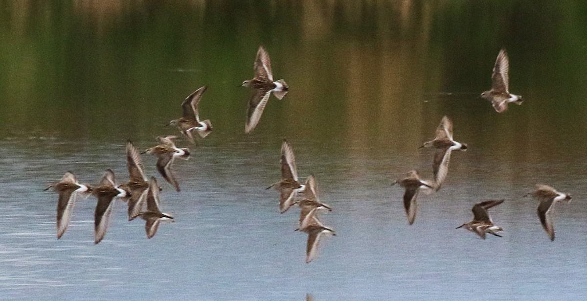 White-rumped Sandpiper - ML637031831