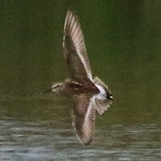 White-rumped Sandpiper - ML637031832
