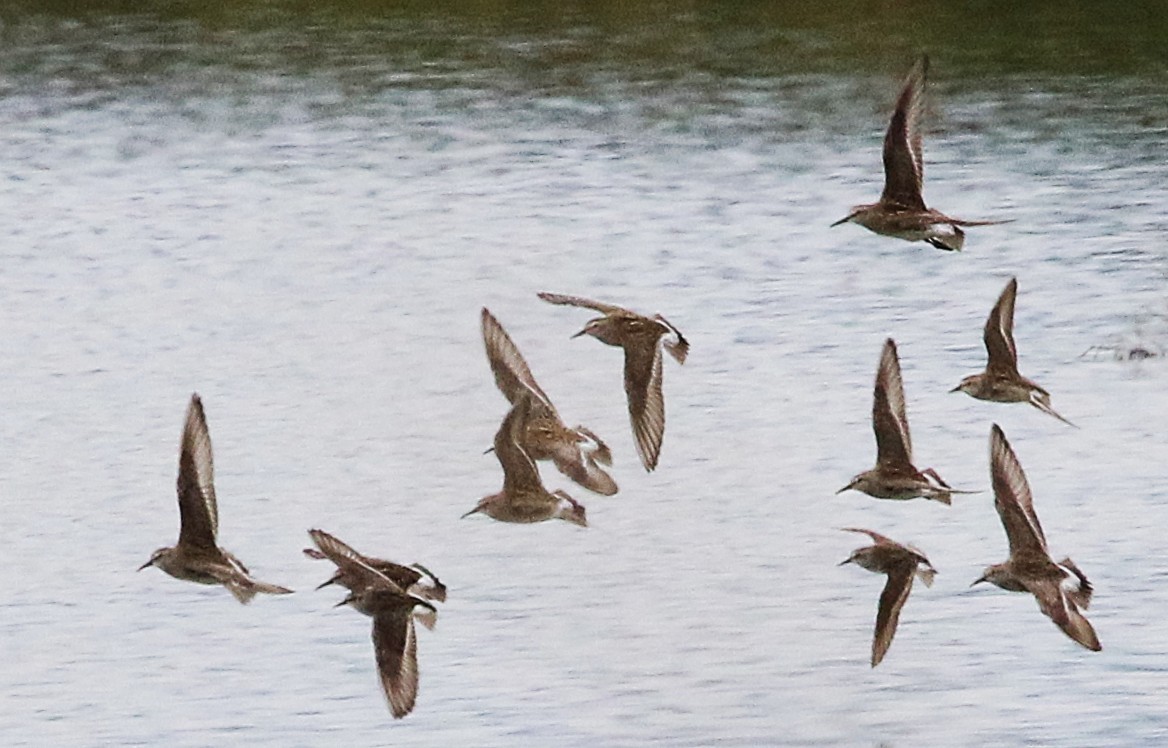 White-rumped Sandpiper - ML637031833