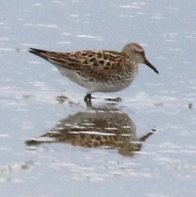 White-rumped Sandpiper - ML637031834