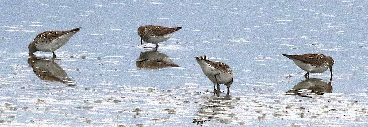 White-rumped Sandpiper - ML637031835