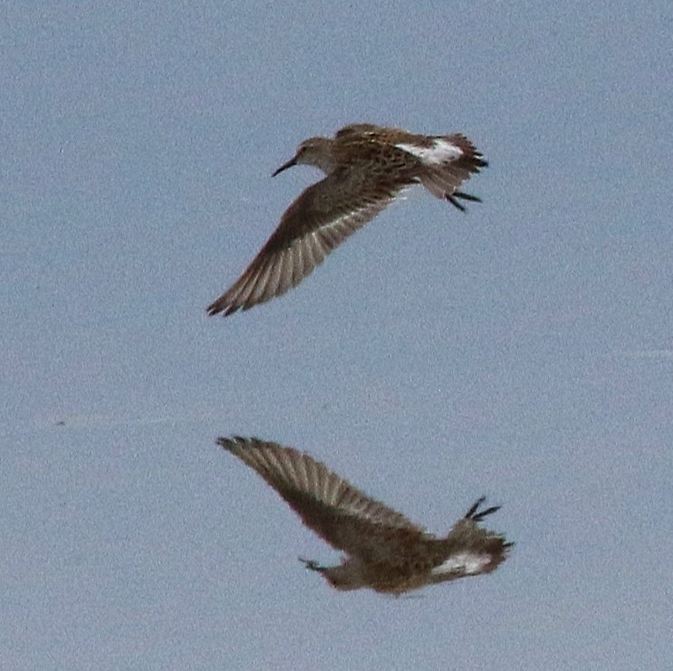 White-rumped Sandpiper - ML637031836
