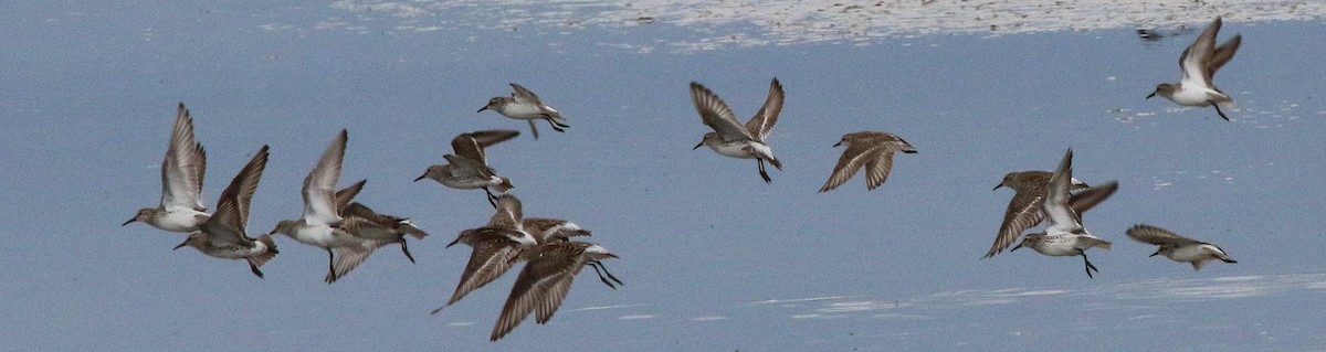 White-rumped Sandpiper - ML637031838