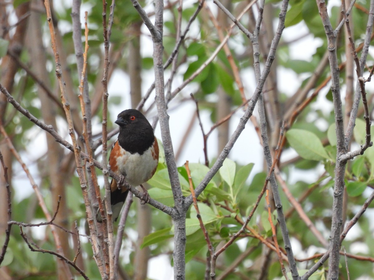 Spotted Towhee - ML637031941