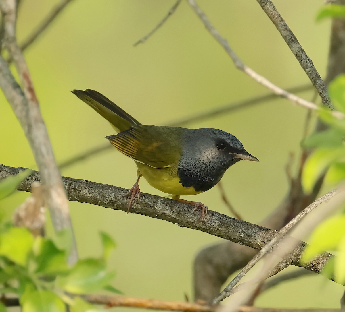 Mourning Warbler - ML637031951