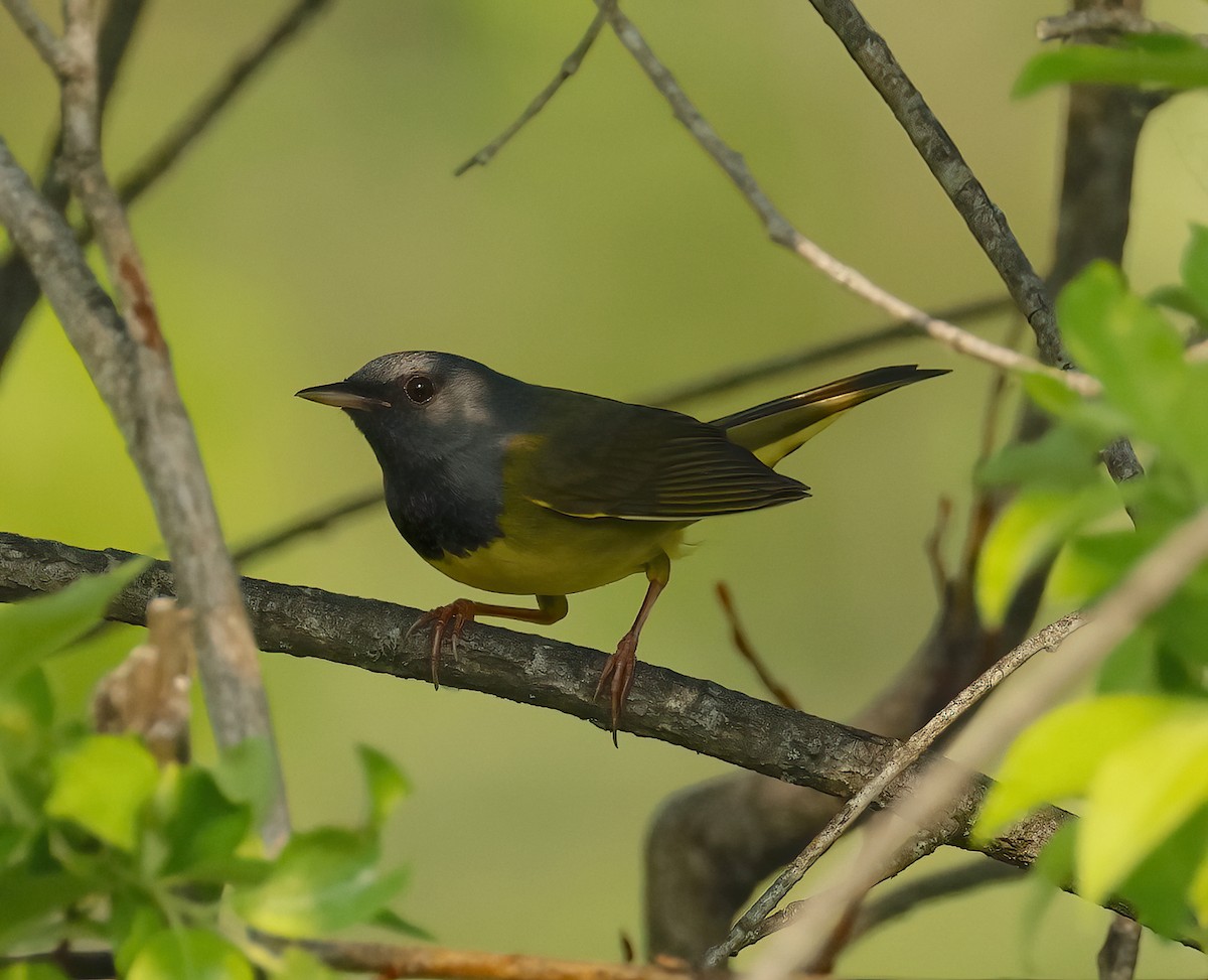 Mourning Warbler - ML637031956
