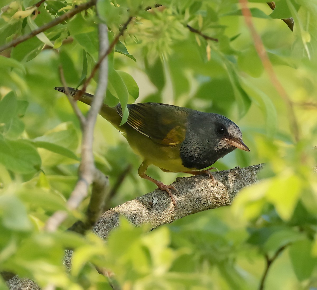 Mourning Warbler - ML637031960