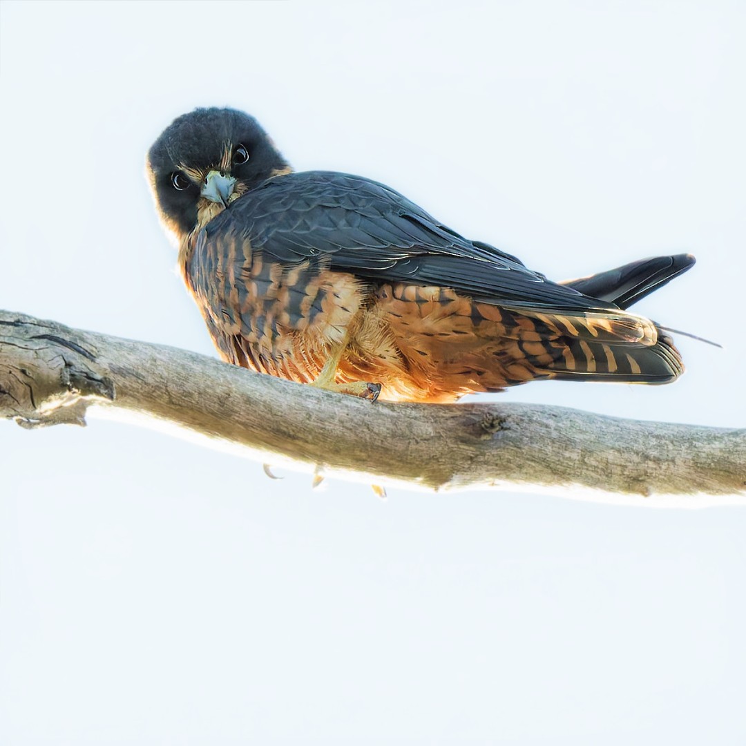 Australian Hobby - ML637031983