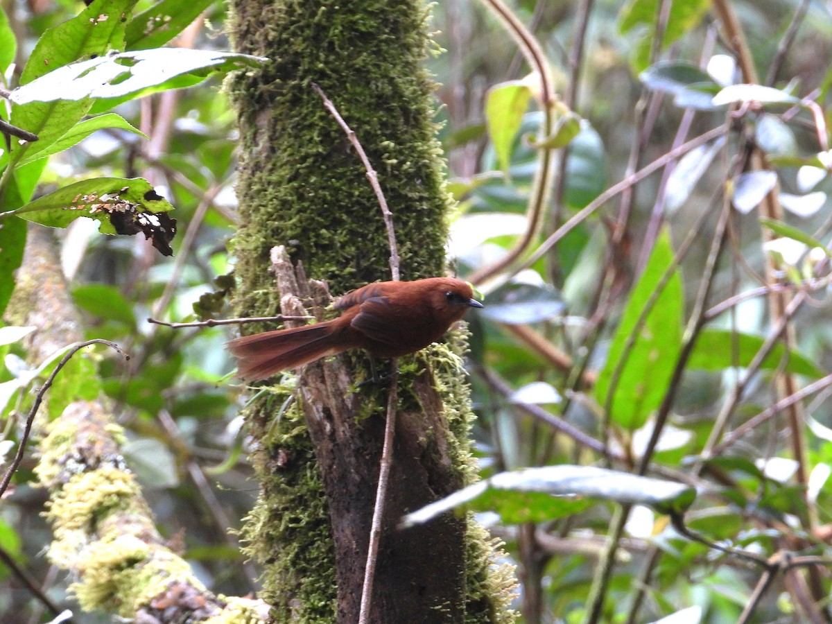 Rufous Spinetail - ML637031990