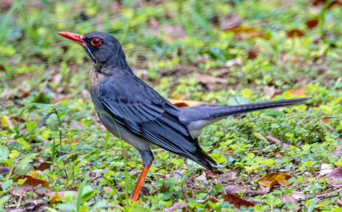 Red-legged Thrush - ML637032003