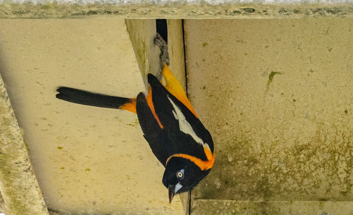 Venezuelan Troupial - ML637032018