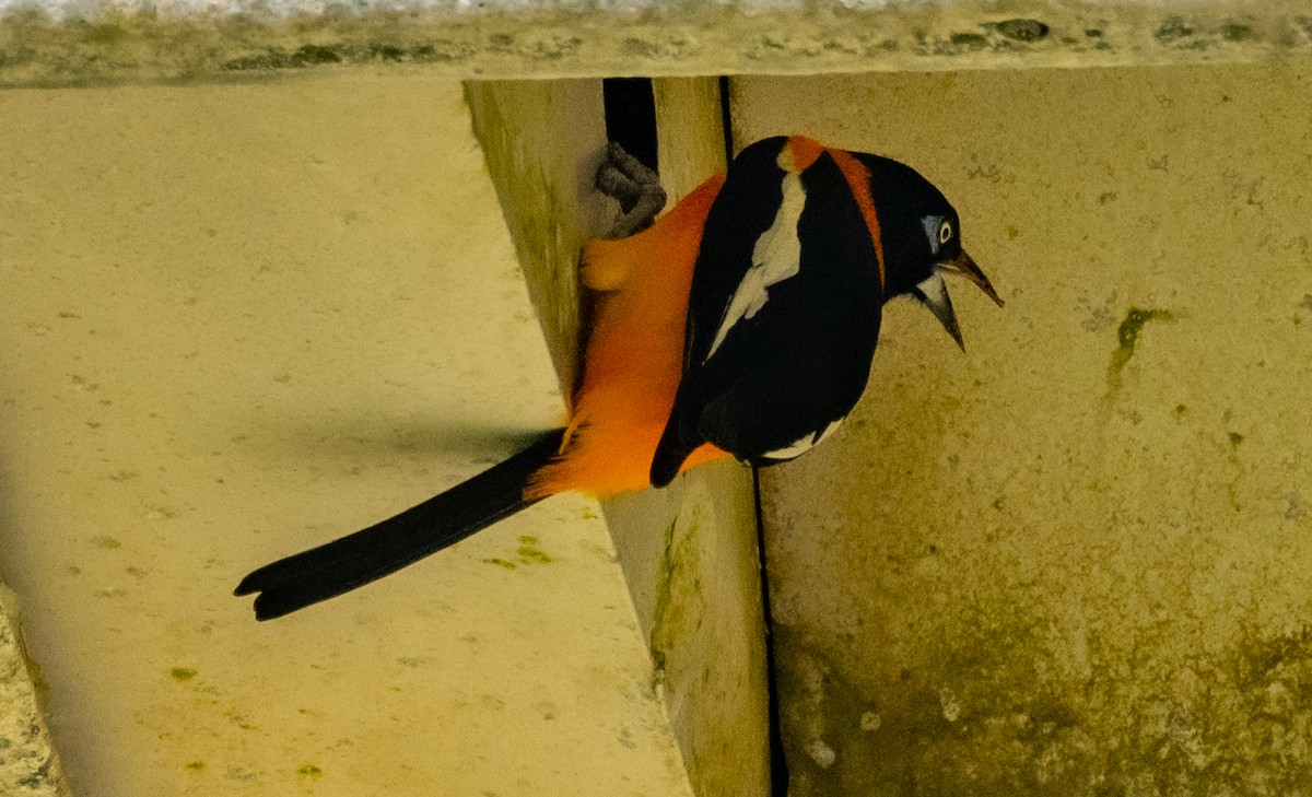 Venezuelan Troupial - ML637032022