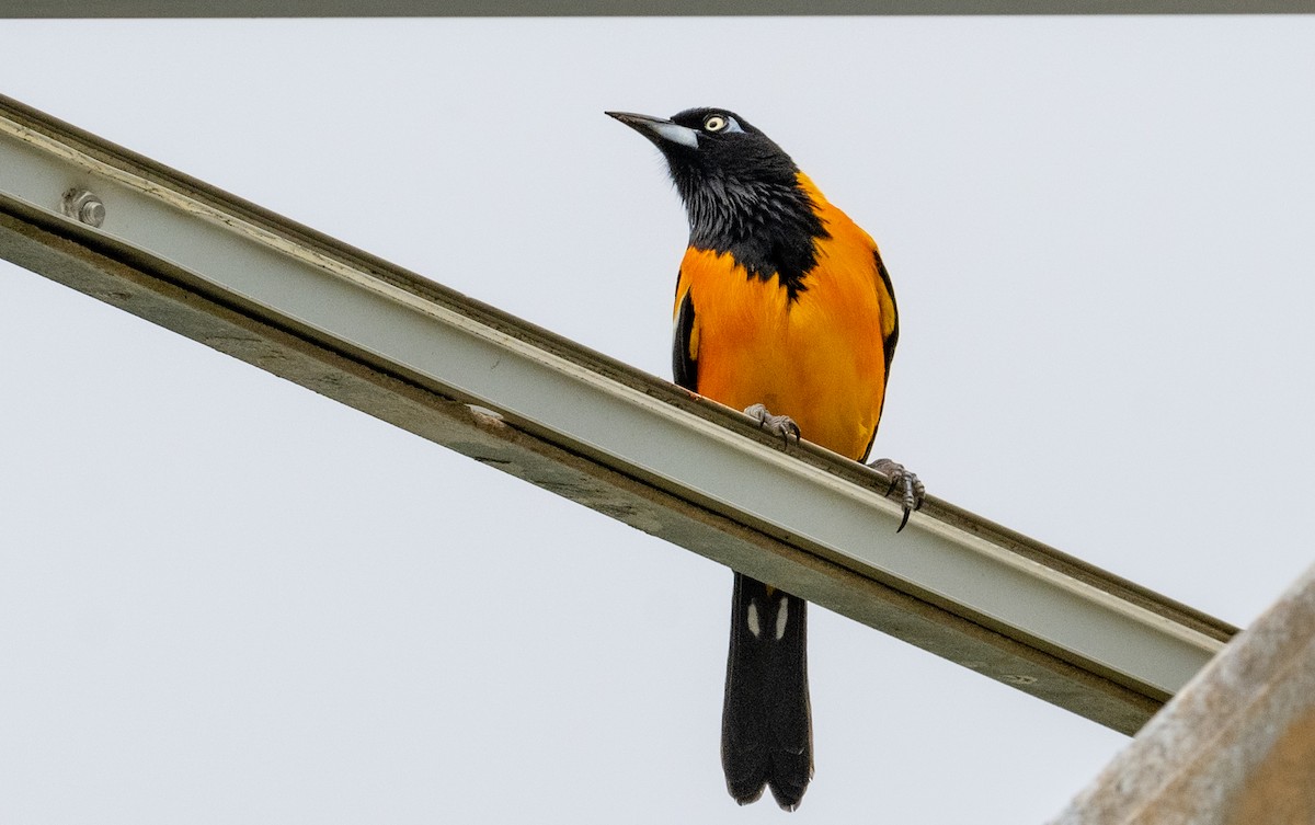 Venezuelan Troupial - ML637032033