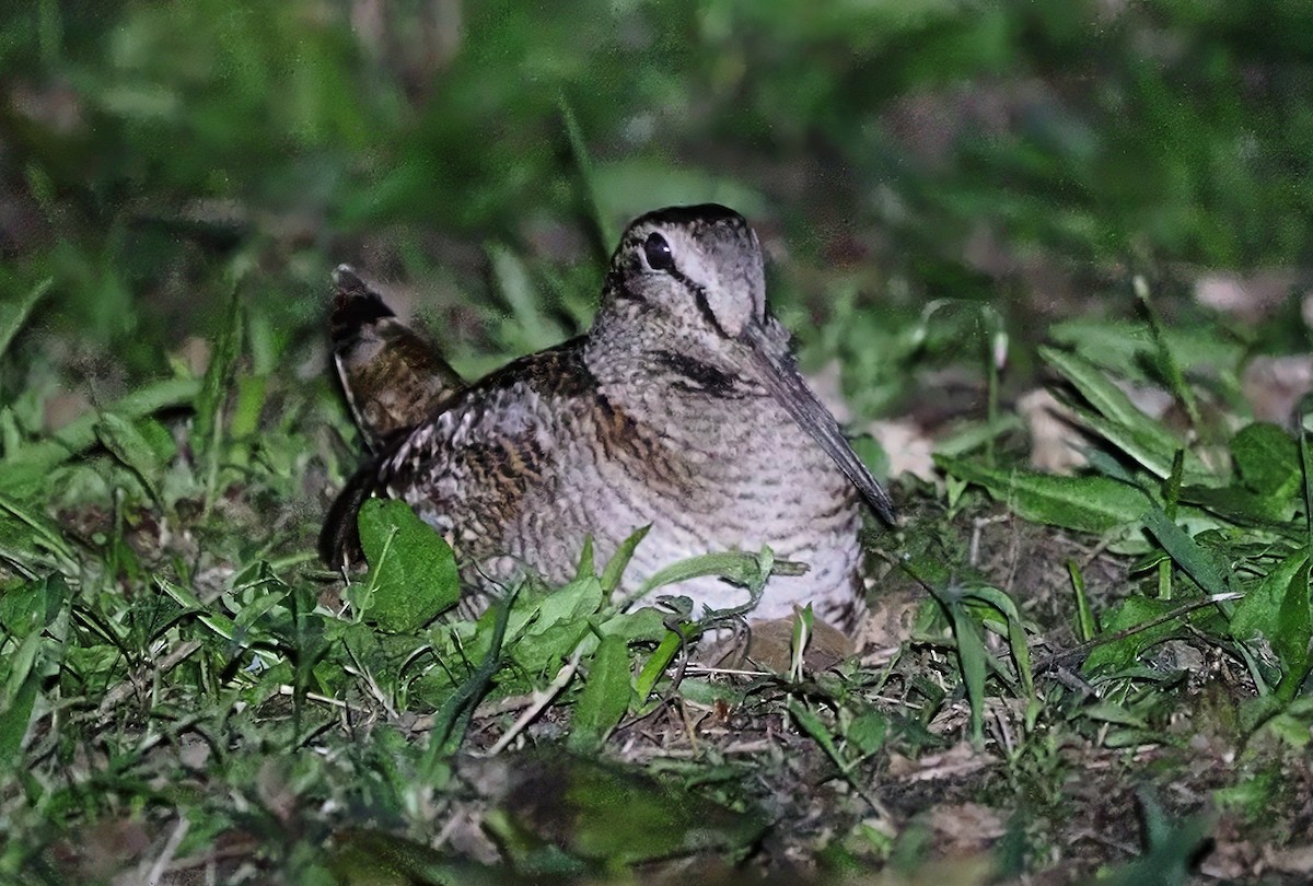 Eurasian Woodcock - ML637032034