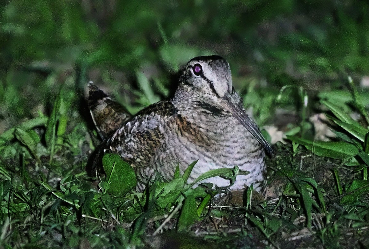 Eurasian Woodcock - ML637032035