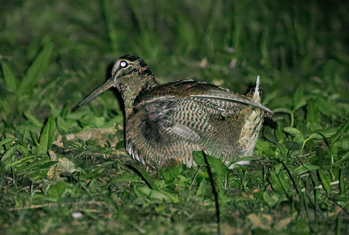 Eurasian Woodcock - ML637032036