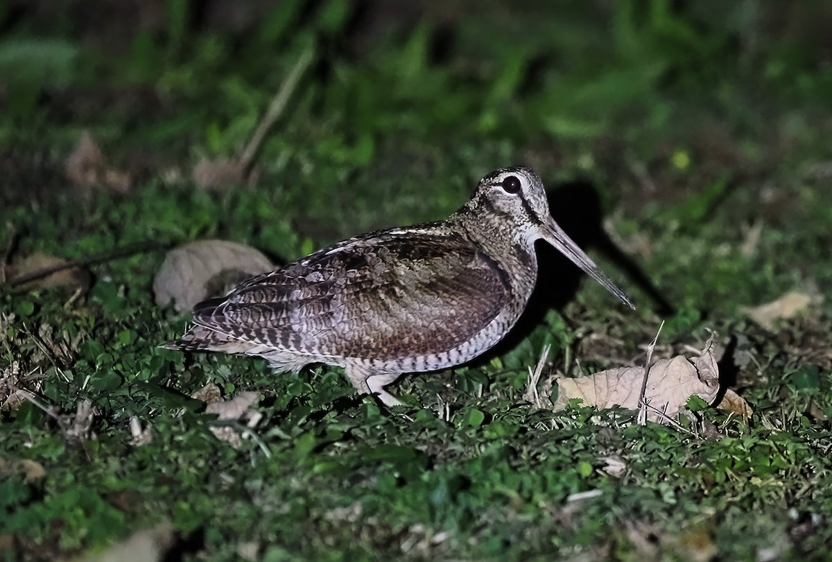 Eurasian Woodcock - ML637032038