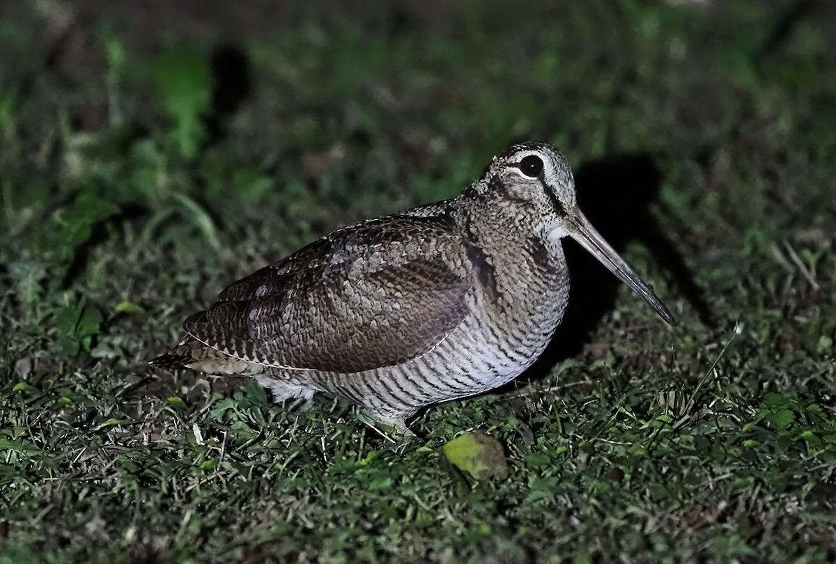 Eurasian Woodcock - ML637032039