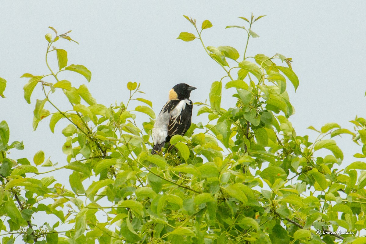 Bobolink - ML637032068