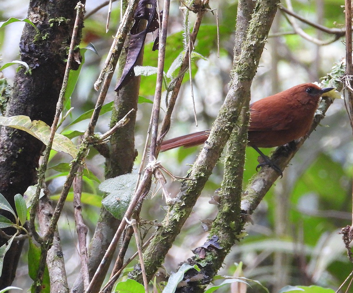 Rufous Spinetail - ML637032132