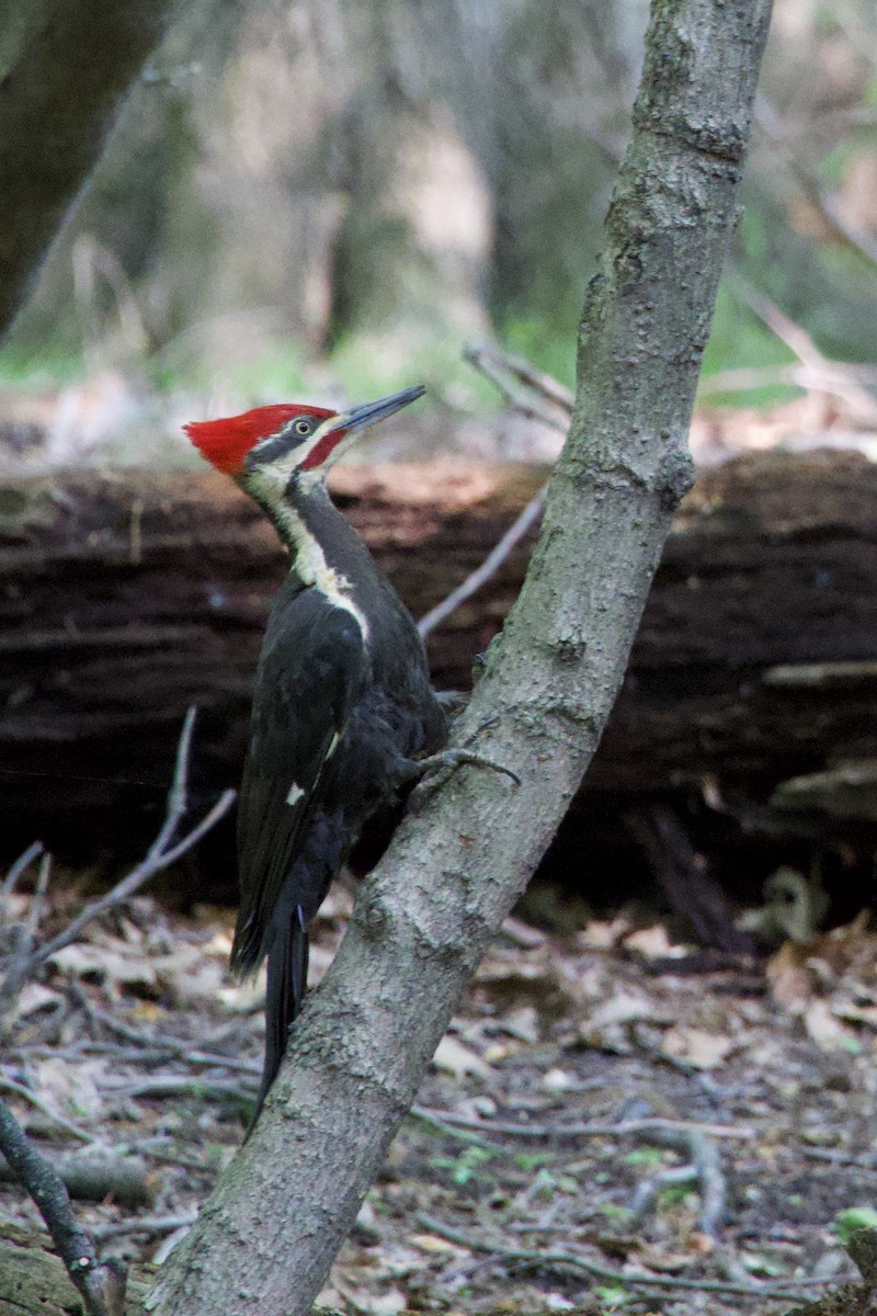 Pileated Woodpecker - ML637032141