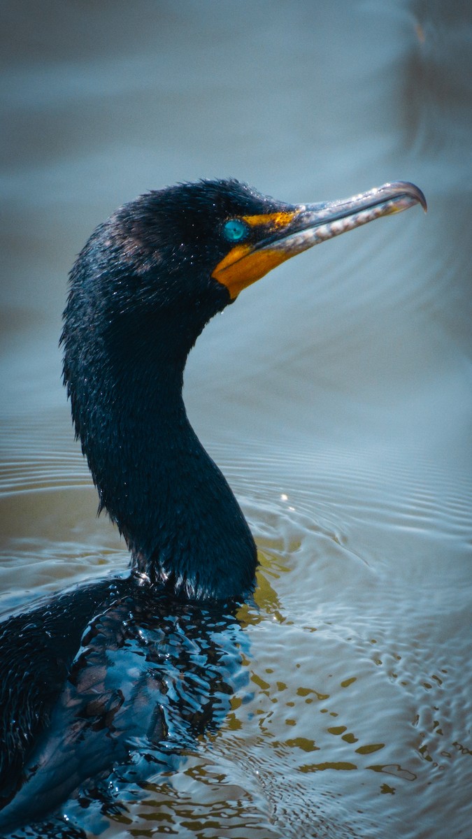 Cormoran à aigrettes - ML637032163