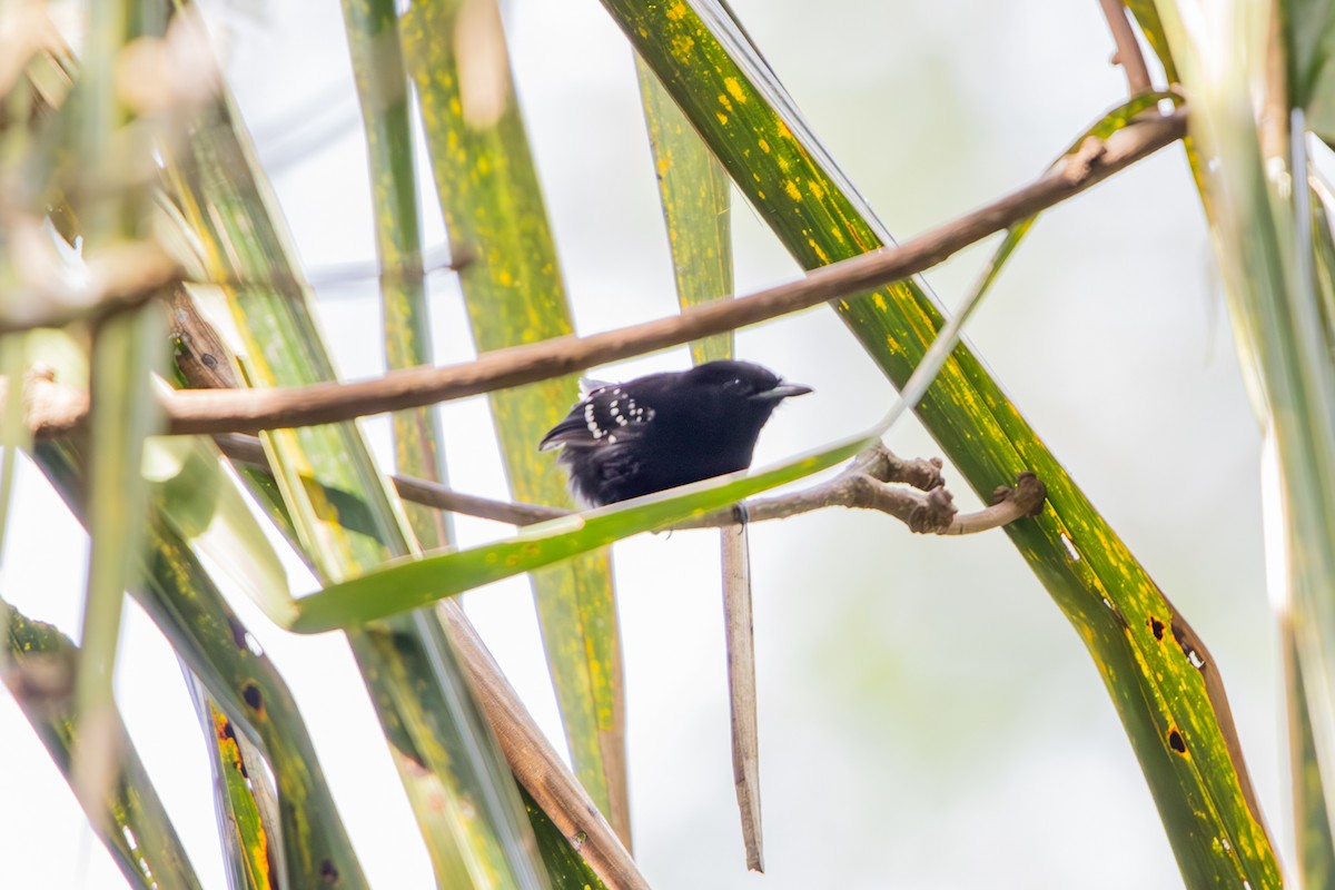Dot-winged Antwren - ML637032179