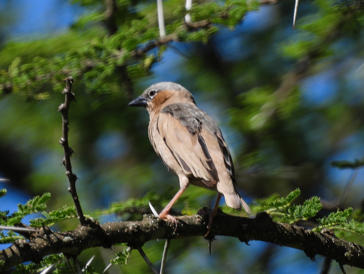 Gray-capped Social-Weaver - ML637032184