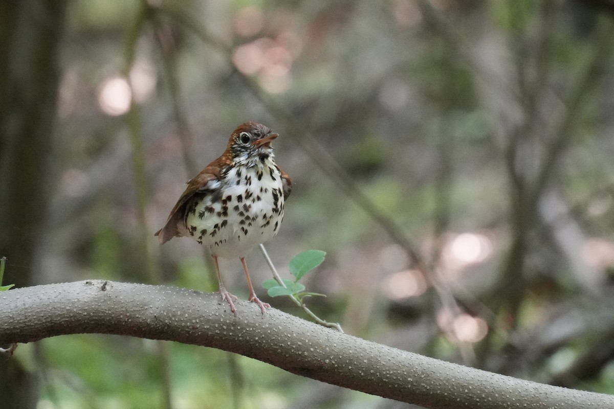 Wood Thrush - ML637032199