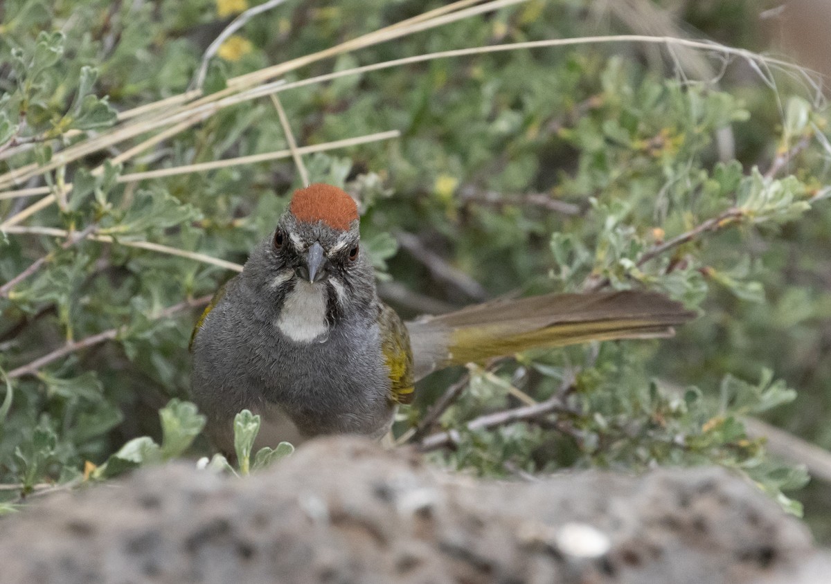 Green-tailed Towhee - ML637032204