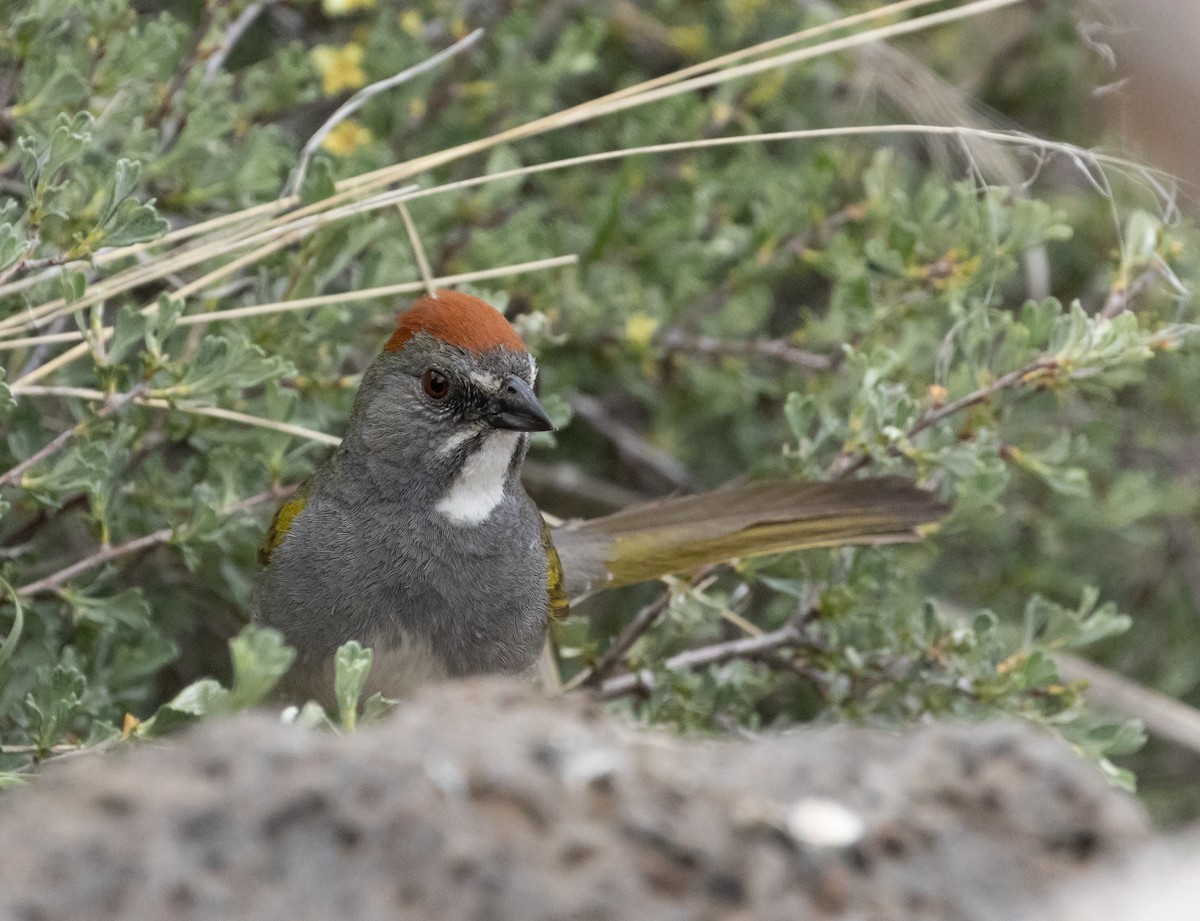 Green-tailed Towhee - ML637032205