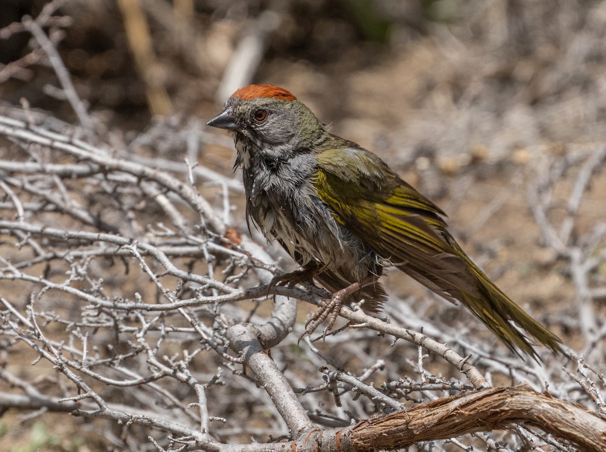 Green-tailed Towhee - ML637032206
