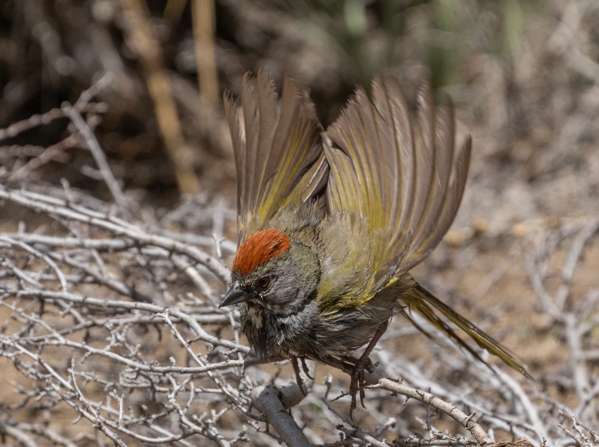 Green-tailed Towhee - ML637032207